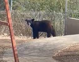 Tres osos merodean en colonia La Toscana al sur de Monterrey en busca de comida